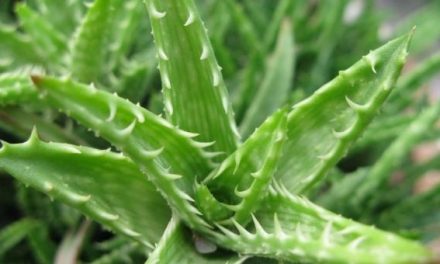 Aloe vera, la pianta multiuso e dagli effetti miracolosi