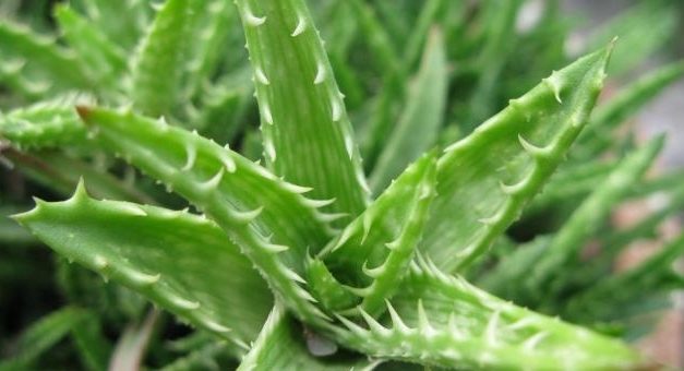 Aloe vera, la pianta multiuso e dagli effetti miracolosi