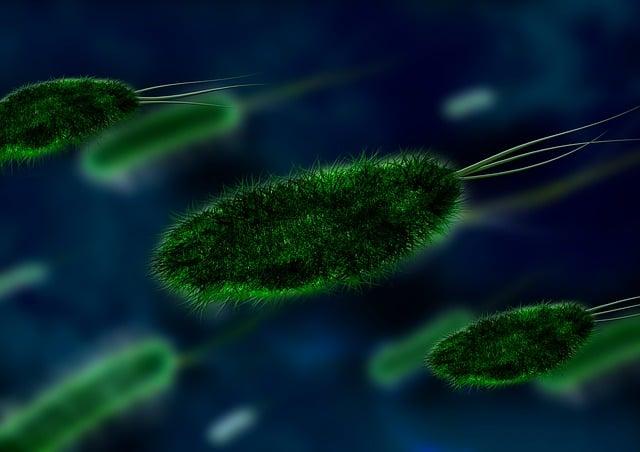 Psicobiotici: come i batteri intestinali influenzano l’umore