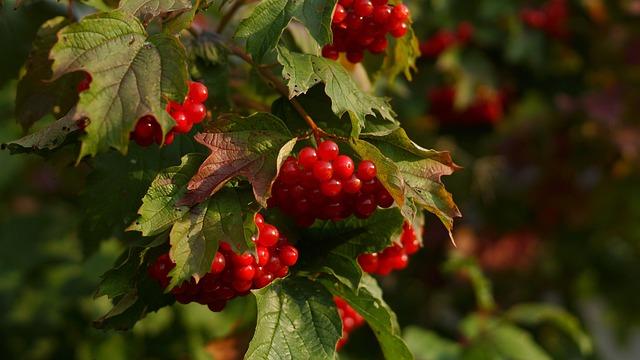 Il potere curativo delle piante selvatiche commestibili