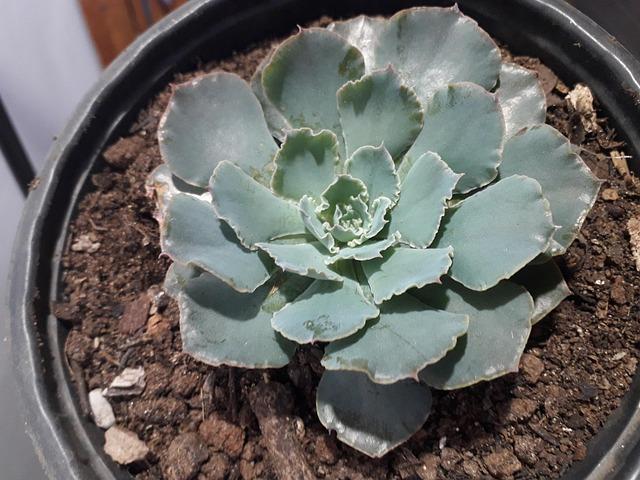 Riflessologia plantare: la mappa del corpo riflessa nei piedi